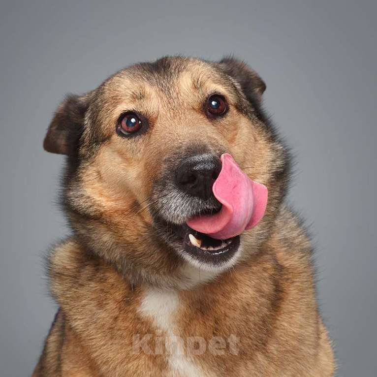 Собаки в Москве: Лана Девочка, Бесплатно - фото 3