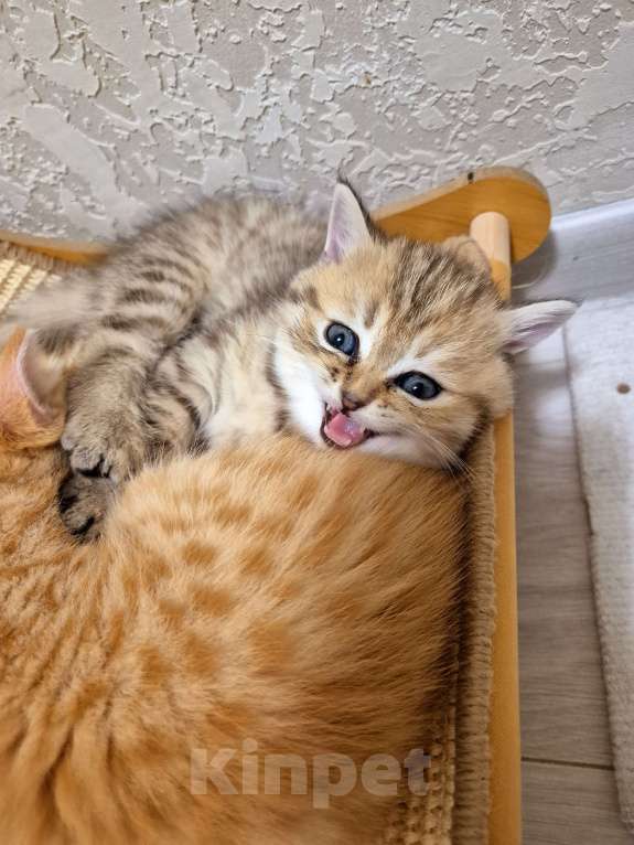 Кошки в Москве: Шотландский котенок  Девочка, 15 000 руб. - фото 4