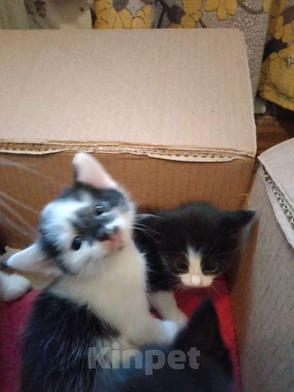 Кошки в Кирове: Красивые котята черно белого окраса Мальчик, Бесплатно - фото 3