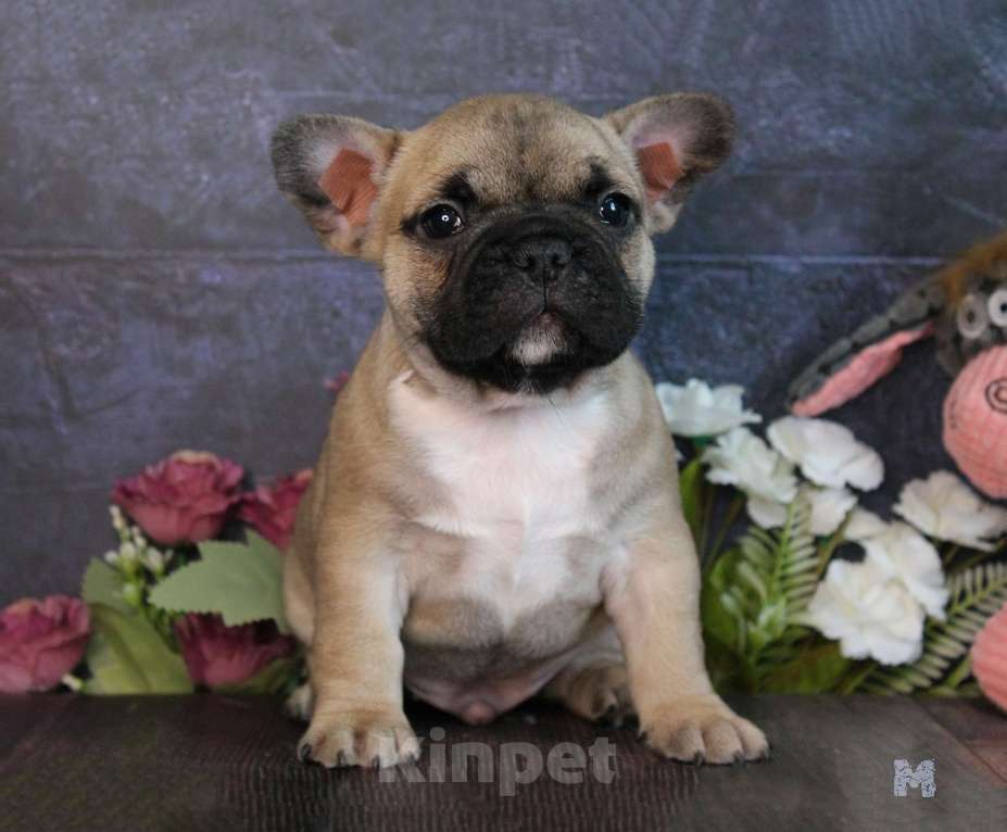 Собаки в других городах Воронежской области: Щенок французского бульдога Мальчик, 35 000 руб. - фото 2