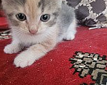 Кошки в Краснодаре: Отдам даром котят Разнополые, Бесплатно - фото 4