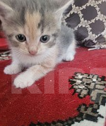 Кошки в Краснодаре: Отдам даром котят Разнополые, Бесплатно - фото 4