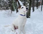 Собаки в Москве: Белый щенок Серкан в добрые руки Мальчик, 1 руб. - фото 4