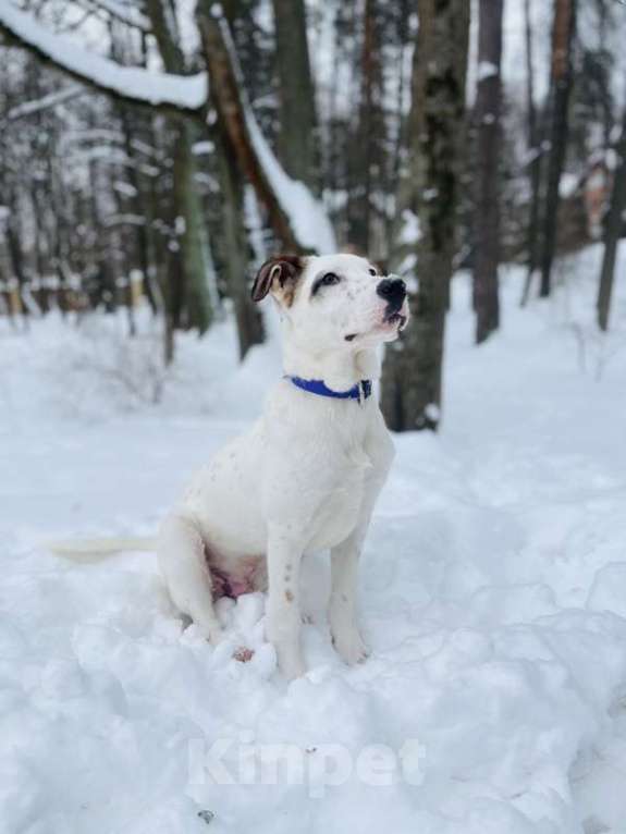 Собаки в Москве: Белый щенок Серкан в добрые руки Мальчик, 1 руб. - фото 4
