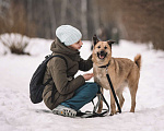 Собаки в Москве: Благородный Парсиваль Мальчик, Бесплатно - фото 4