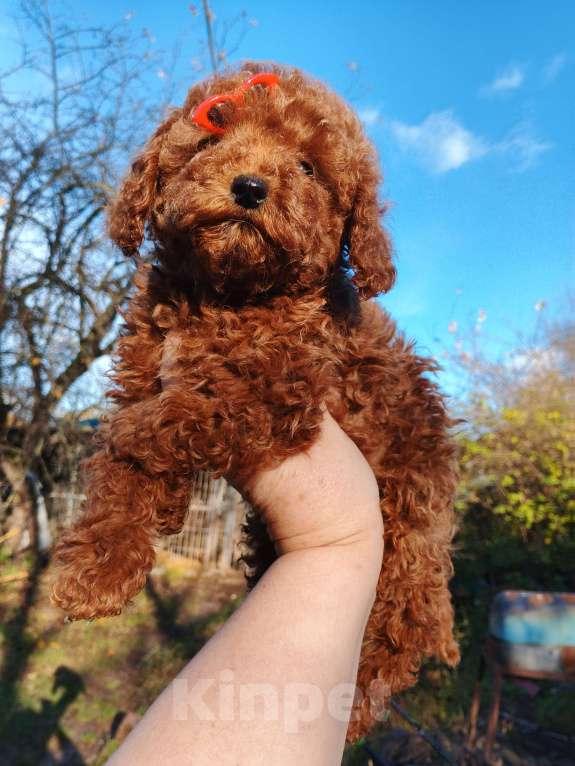 Собаки в Москве: Девочка той-пуделя с РКФ Девочка, 150 000 руб. - фото 10