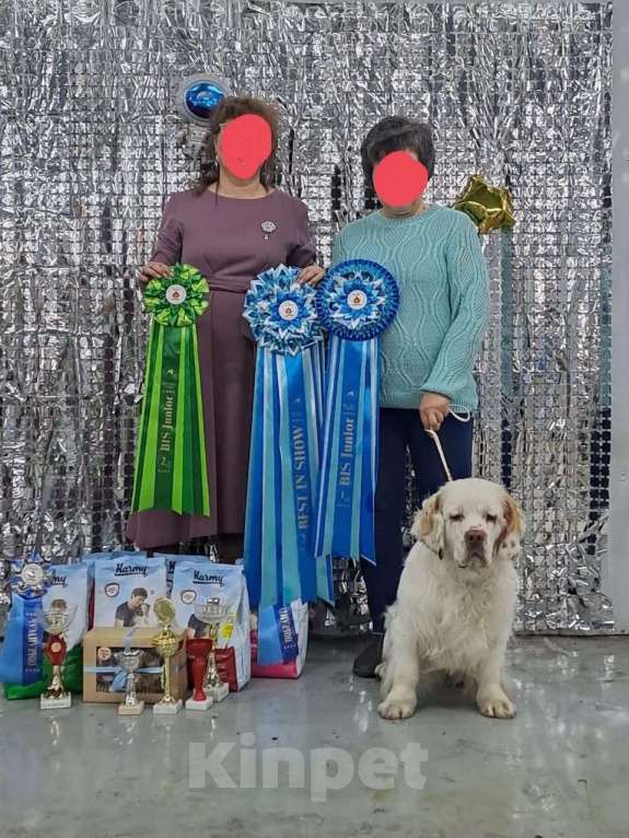 Собаки в Чите: Продам щенка Мальчик, 35 000 руб. - фото 1