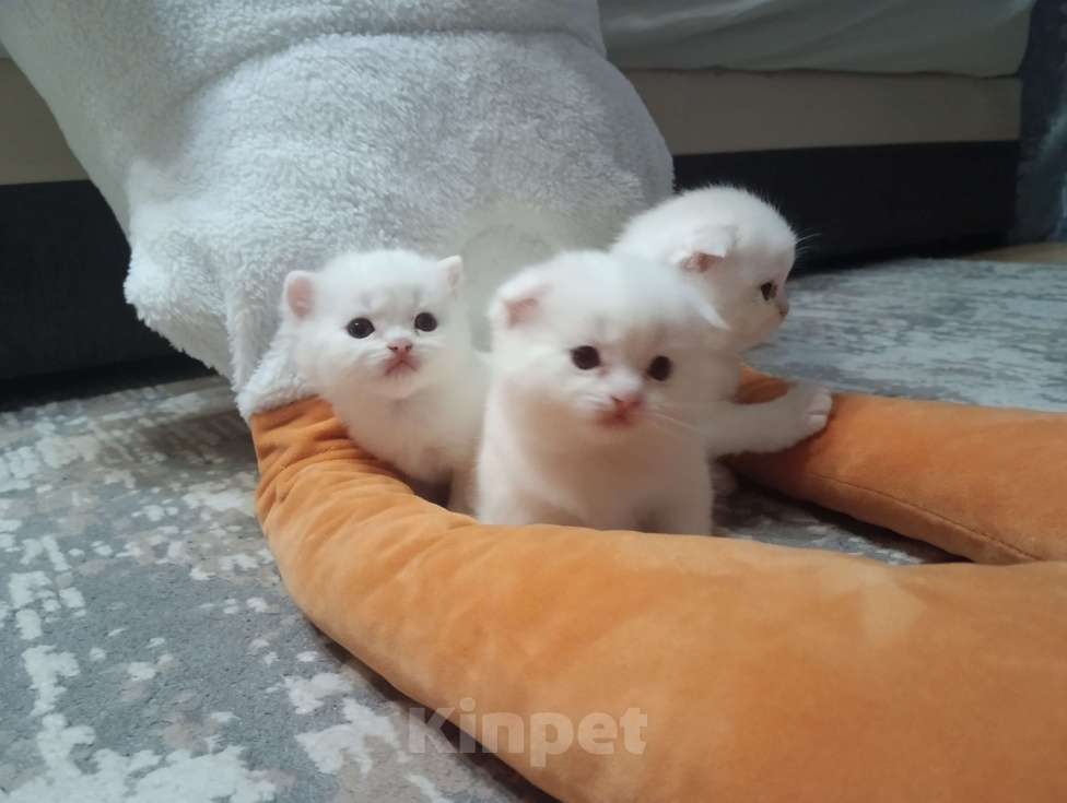 Кошки в Люберцах: Плюшевая девочка))  Девочка, Бесплатно - фото 3