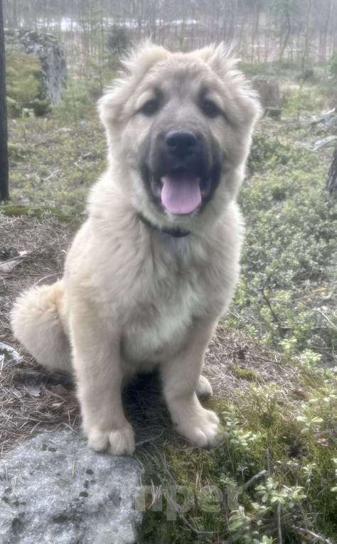 Собаки в Медвежьегорске: Продам щенков Девочка, Бесплатно - фото 3