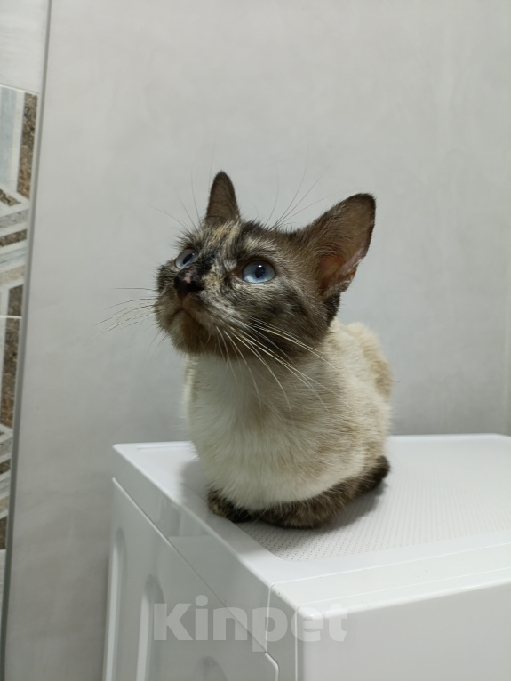 Кошки в Анапе: Тайская кошечка ищет дом Девочка, 333 руб. - фото 6