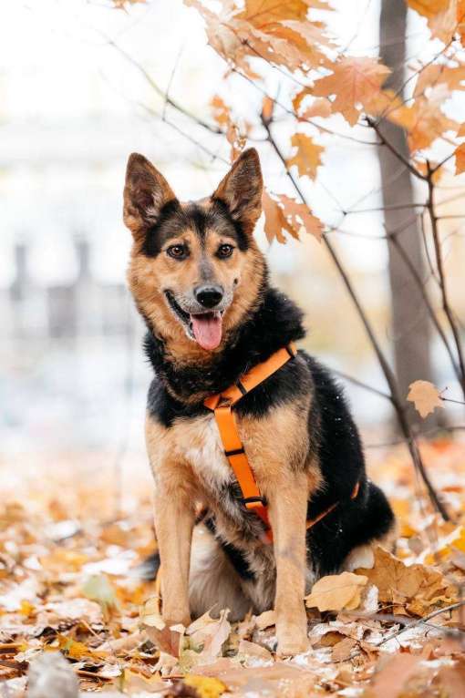 Собаки в Москве: Кокетка Эбби в поиске дома 🥰 Девочка, Бесплатно - фото 4