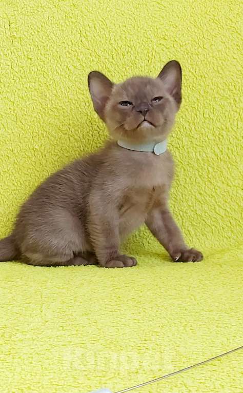 Кошки в Москве: Бурманский котенок Мальчик, 80 000 руб. - фото 2