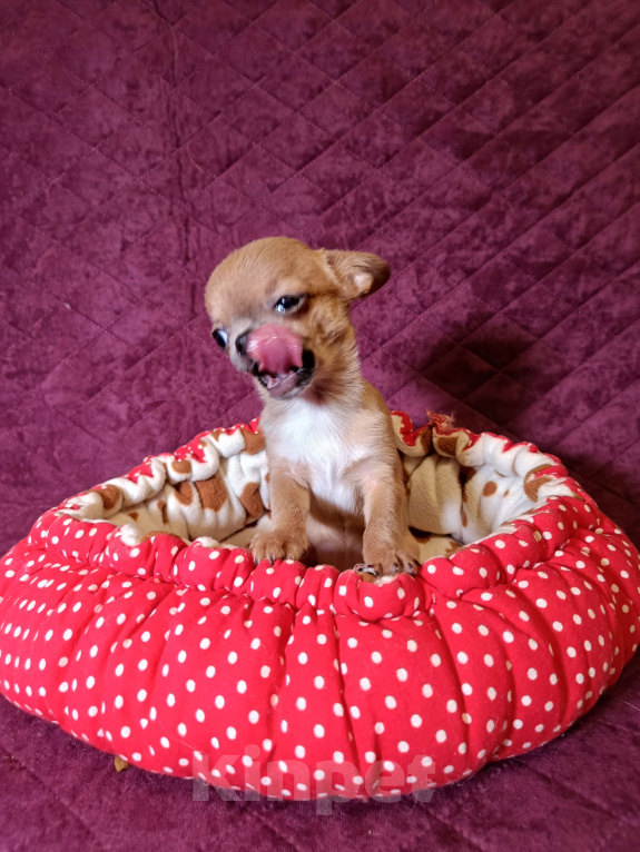 Собаки в Москве: Микро Кнопочка Девочка, 85 000 руб. - фото 2