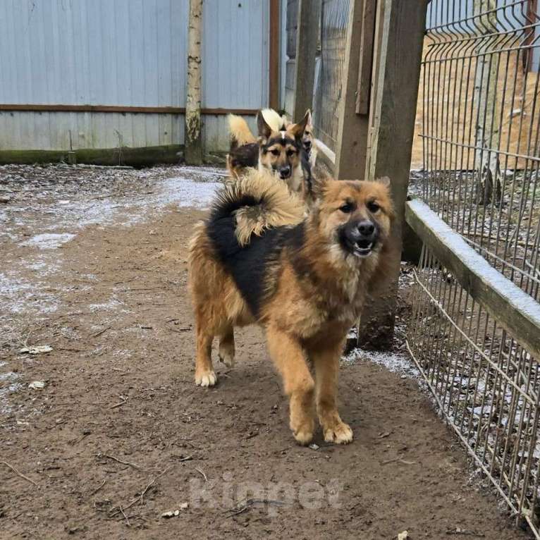 Собаки в Клине: Фисташка — роскошная красавица готова стать частью вашей семьи Девочка, Бесплатно - фото 2