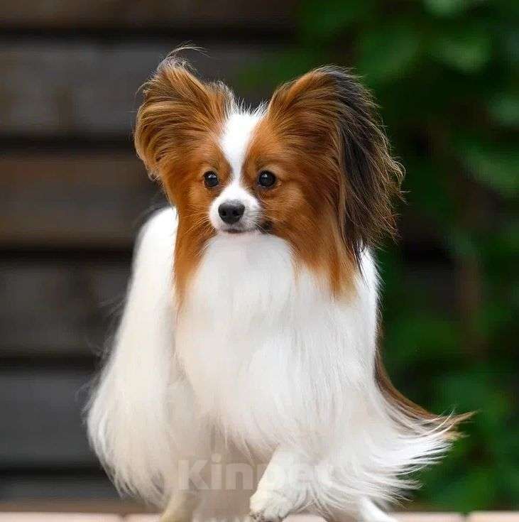 Собаки в Москве: Щенок папийона (папильона) девочка Девочка, 100 000 руб. - фото 4