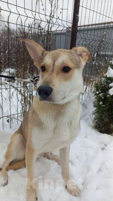 Собаки в Москве: Собаке не везёт год Мальчик, Бесплатно - фото 3