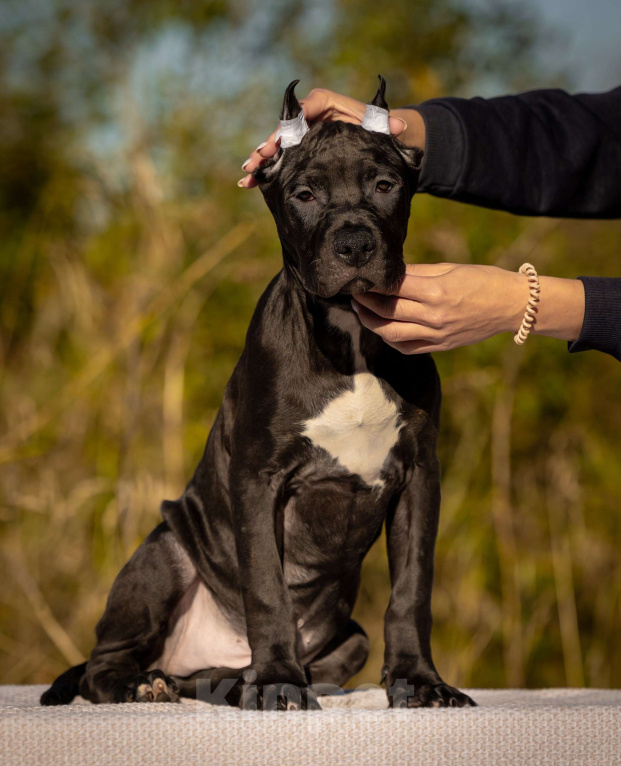 Собаки в Санкт-Петербурге: Щенки - Прайтер Мальчик, 75 000 руб. - фото 7