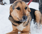 Собаки в Москве: особенный пёсик в поисках семьи Мальчик, Бесплатно - фото 3