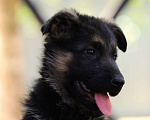 Собаки в Подольске: щенки немецкой овчарки Девочка, Бесплатно - фото 3