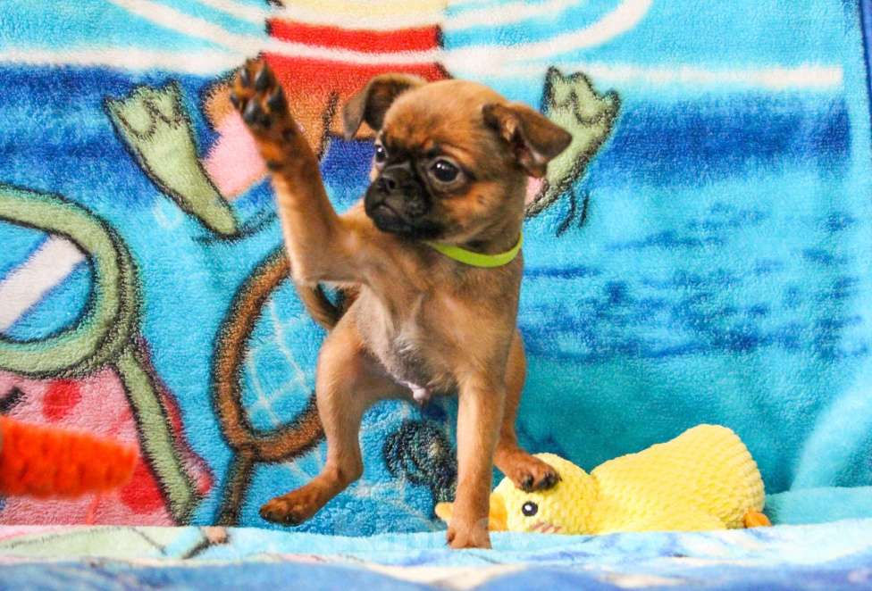 Собаки в Москве: Щенки Мальчик, Бесплатно - фото 2