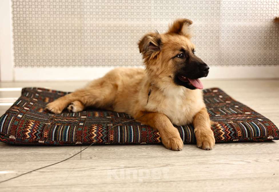 Собаки в Москве: Щенки бесплатно в Москве Мальчик, Бесплатно - фото 4