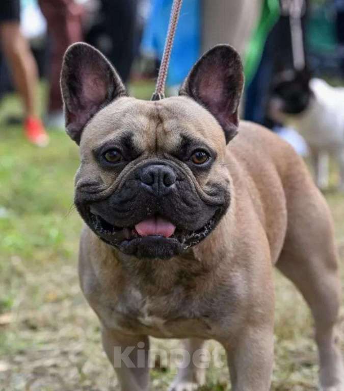 Собаки в Липецке: Французский бульдог. Щенки "соболиного окраса" Мальчик, 80 000 руб. - фото 9