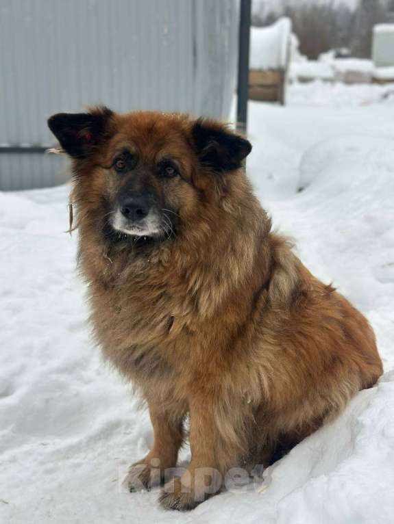 Собаки в других городах Нижегородской области: Ищем собаку Мальчик, Бесплатно - фото 2