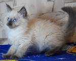 Кошки в Кирове: Роскошный котик Мальчик, Бесплатно - фото 1