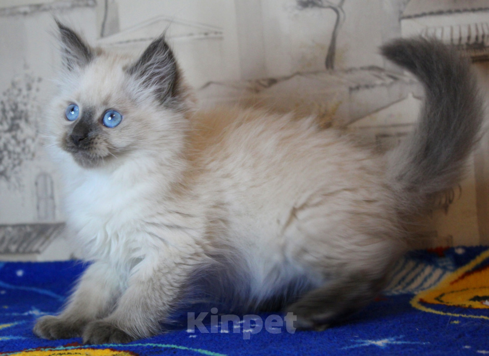 Кошки в Кирове: Роскошный котик Мальчик, Бесплатно - фото 1