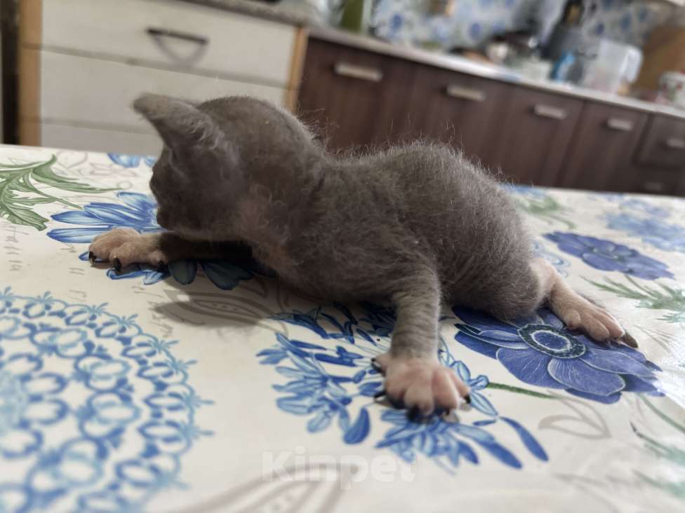 Кошки в Оренбурге: Сфинкс Мальчик, 8 000 руб. - фото 4