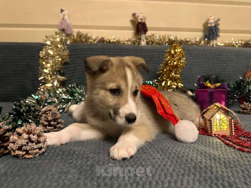 Собаки в Лосином-Петровском: Эдвин якутенок  Мальчик, Бесплатно - фото 1