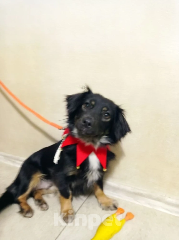 Собаки в Краснодаре: Ищу своего жадину который не отдаст меня ни кому  Девочка, 1 руб. - фото 1