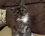 Кошки в Москве: Мальчик полидакт черный дым с белым Мальчик, 70 000 руб. - фото 1