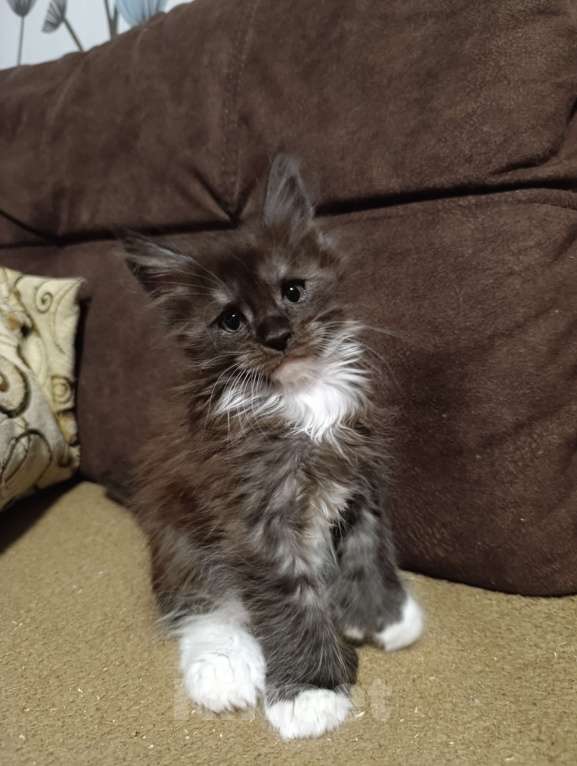 Кошки в Москве: Мальчик полидакт черный дым с белым Мальчик, 70 000 руб. - фото 1