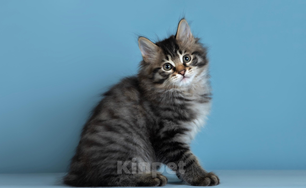 Кошки в других городах Московской области: Черный котенок курбобик ищет семью Мальчик, 55 000 руб. - фото 7