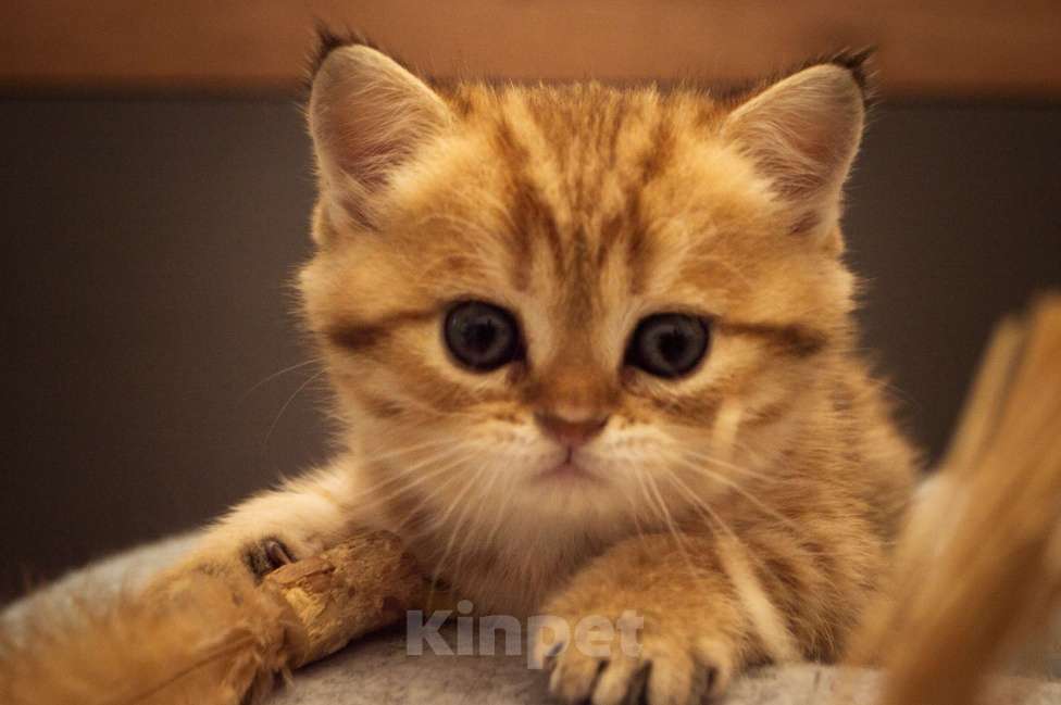 Кошки в Липецке: Шотландская кошечка Девочка, 25 000 руб. - фото 5