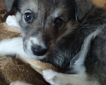 Собаки в Сургуте: Щенки ищут своих хозяев Мальчик, Бесплатно - фото 5