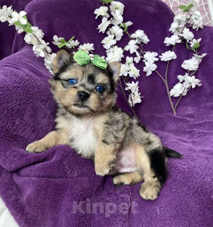Собаки в Москве: Йорк с двумя синими глазами мальчик мерле Мальчик, 120 000 руб. - фото 4