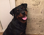 Собаки в Чите: Ротвейлер, Бесплатно - фото 3
