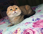 Кошки в Нолинске: Вязка шотландский вислоухий, 2 000 руб. - фото 1