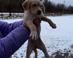 Собаки в Москве: Щенки девочки в дар Девочка, Бесплатно - фото 2
