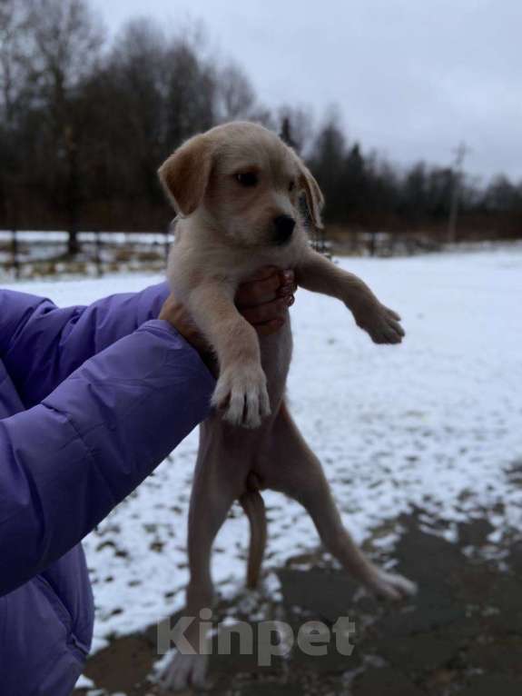 Собаки в Москве: Щенки девочки в дар Девочка, Бесплатно - фото 2
