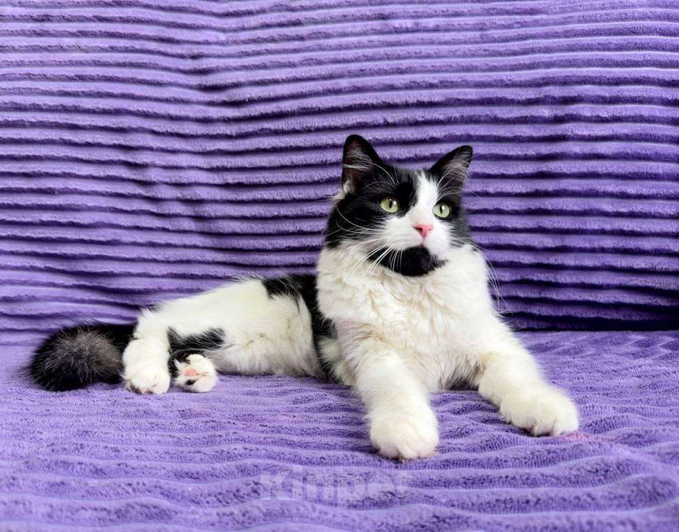 Кошки в Москве: Знакомьтесь — Чита! Девочка, 1 руб. - фото 3