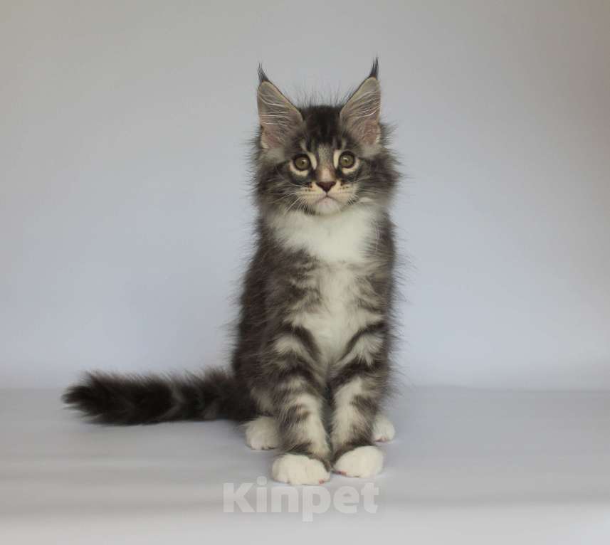 Кошки в Екатеринбурге: Дмитрий. Мальчик мейн-кун Мальчик, 50 000 руб. - фото 4