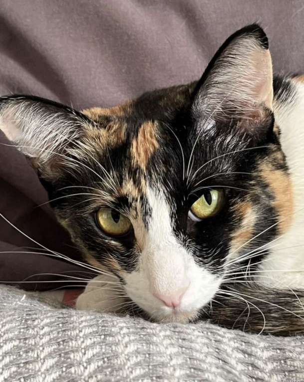 Кошки в Москве: Метис ориентал девочка Девочка, Бесплатно - фото 1