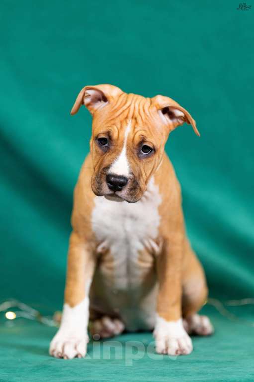 Собаки в Красногорске: Девочка 5 Девочка, 50 000 руб. - фото 4