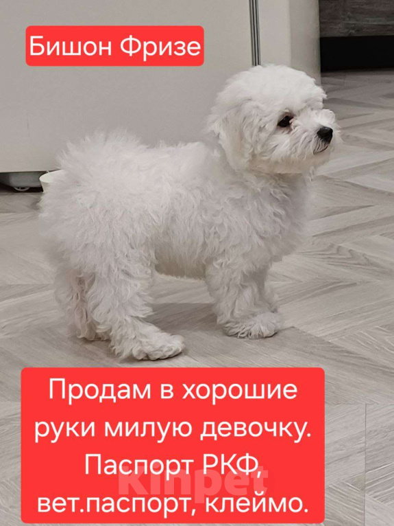 Собаки в Екатеринбурге: Продам бишончика Девочка, Бесплатно - фото 1