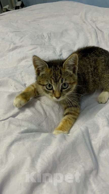 Кошки в других городах Московской области: Пристроить Дусю Девочка, Бесплатно - фото 2