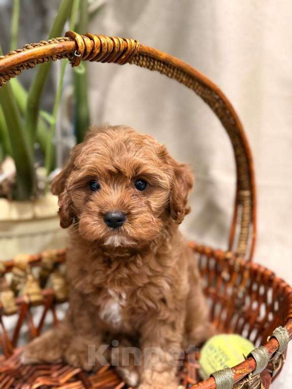 Собаки в Москве: Шикарный мини мальчик кавапу Мальчик, Бесплатно - фото 7