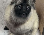 Собаки в Москве: Тайга Из Воронцовского Дворца  Девочка, 80 000 руб. - фото 1